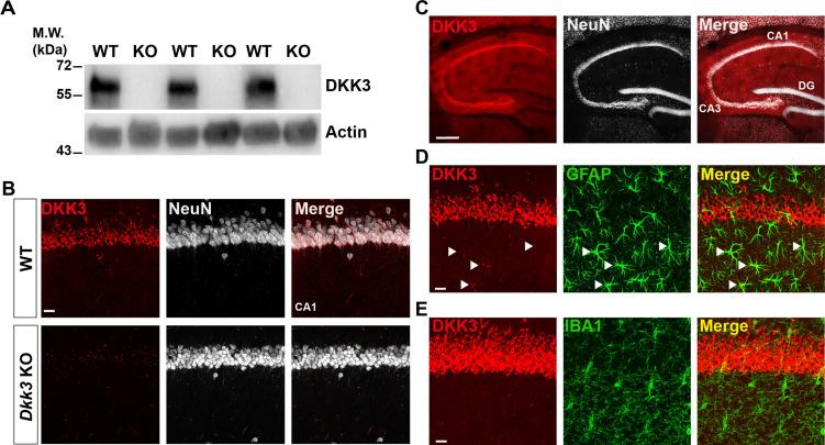 https://cdn.ncbi.nlm.nih.gov/pmc/blobs/2e53/10945611/a8d4b0e9cecf/elife-89453-fig2-figsupp1.jpg