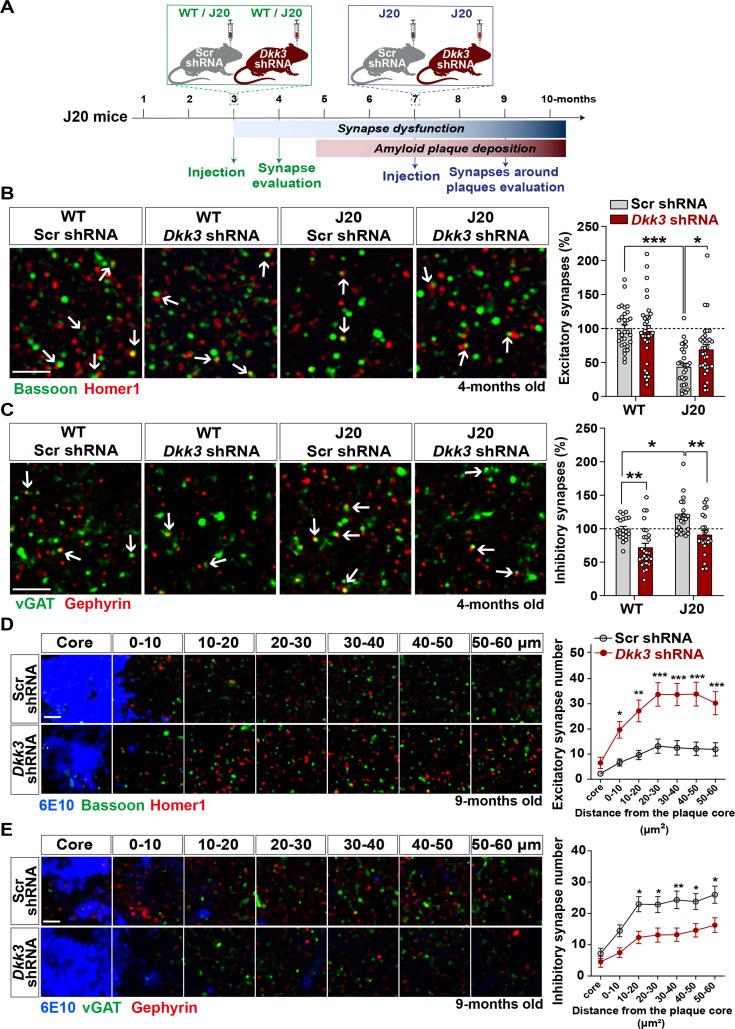 https://cdn.ncbi.nlm.nih.gov/pmc/blobs/2e53/10945611/bb9f4d132279/elife-89453-fig6.jpg