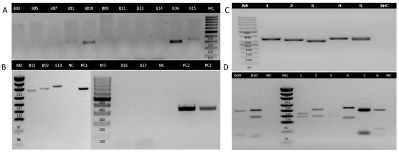 https://cdn.ncbi.nlm.nih.gov/pmc/blobs/2e54/12390503/1cf6b4a3fb04/tropicalmed-10-00232-g005.jpg