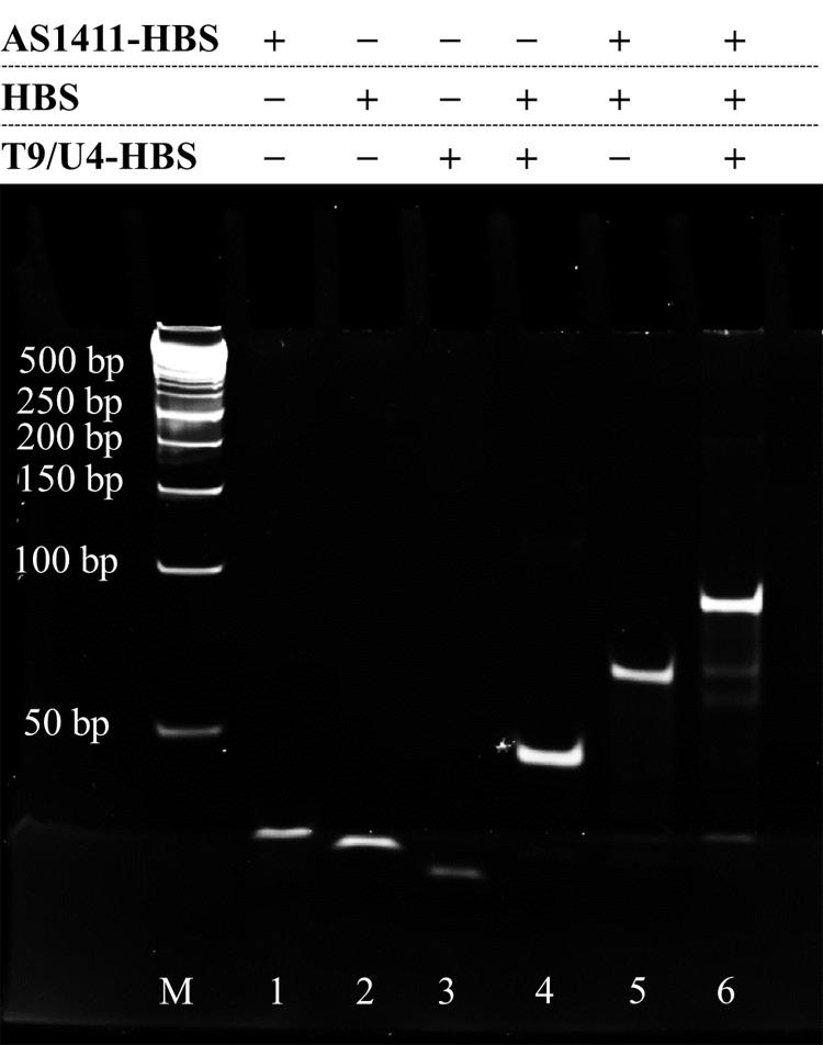 https://cdn.ncbi.nlm.nih.gov/pmc/blobs/2e56/11825018/188b6d910e4e/pone.0317559.g002.jpg