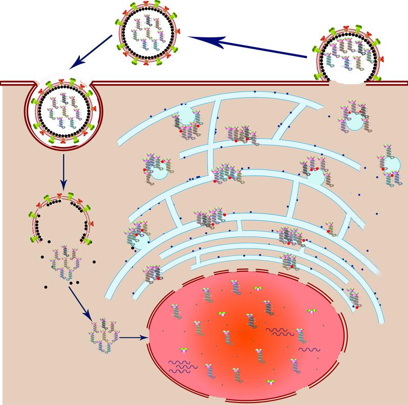 https://cdn.ncbi.nlm.nih.gov/pmc/blobs/2e58/7890907/bc0dd735269c/12985_2021_1504_Fig2_HTML.jpg