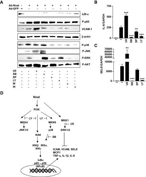 https://cdn.ncbi.nlm.nih.gov/pmc/blobs/2e5a/2551689/b519fec43b9b/zdb0100854570004.jpg