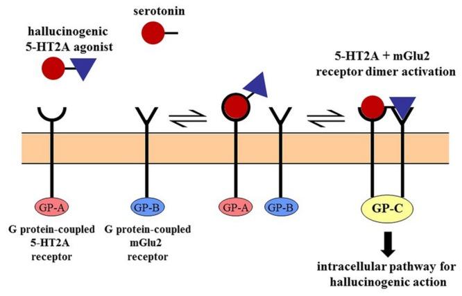 https://cdn.ncbi.nlm.nih.gov/pmc/blobs/2e5b/4773875/78affdb537a3/fphar-07-00035-g001.jpg