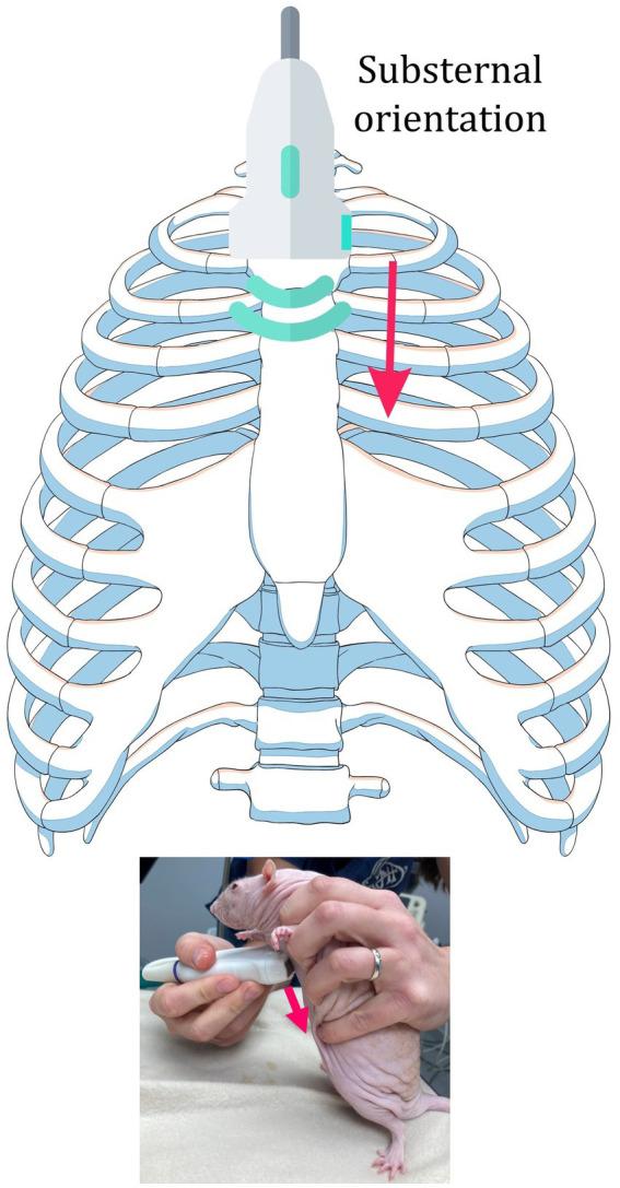 https://cdn.ncbi.nlm.nih.gov/pmc/blobs/2e5f/10909930/6cc150606a35/fvets-11-1286614-g002.jpg