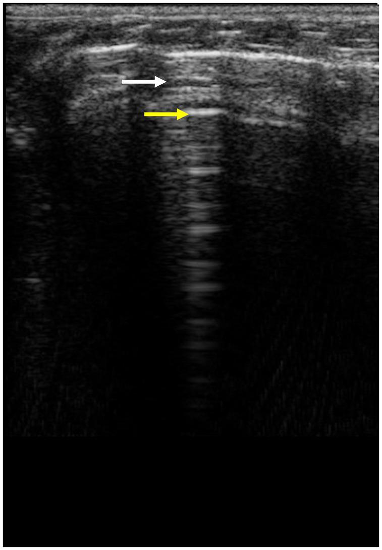 https://cdn.ncbi.nlm.nih.gov/pmc/blobs/2e5f/10909930/8196a719cf3f/fvets-11-1286614-g008.jpg