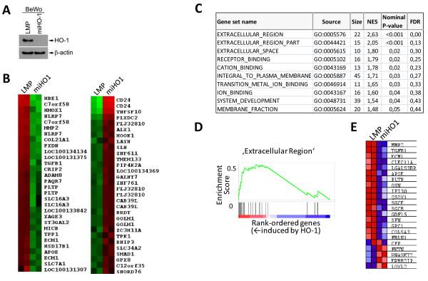 https://cdn.ncbi.nlm.nih.gov/pmc/blobs/2e5f/2917430/2c044dde951b/1476-4598-9-200-1.jpg