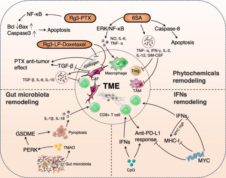 https://cdn.ncbi.nlm.nih.gov/pmc/blobs/2e60/10474743/a4dc80cf9d03/12943_2023_1850_Fig2_HTML.jpg