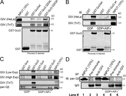 https://cdn.ncbi.nlm.nih.gov/pmc/blobs/2e62/2483528/151f596d07ff/jcb1820381f06.jpg