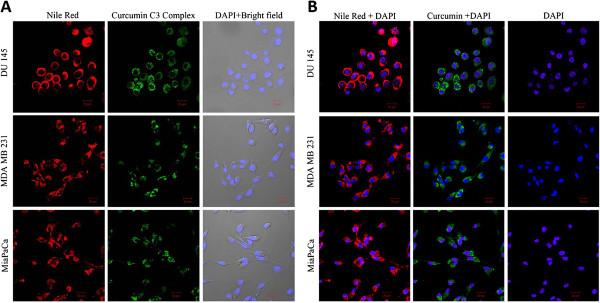 https://cdn.ncbi.nlm.nih.gov/pmc/blobs/2e65/3497871/d9c51dab9542/1477-3155-10-38-9.jpg