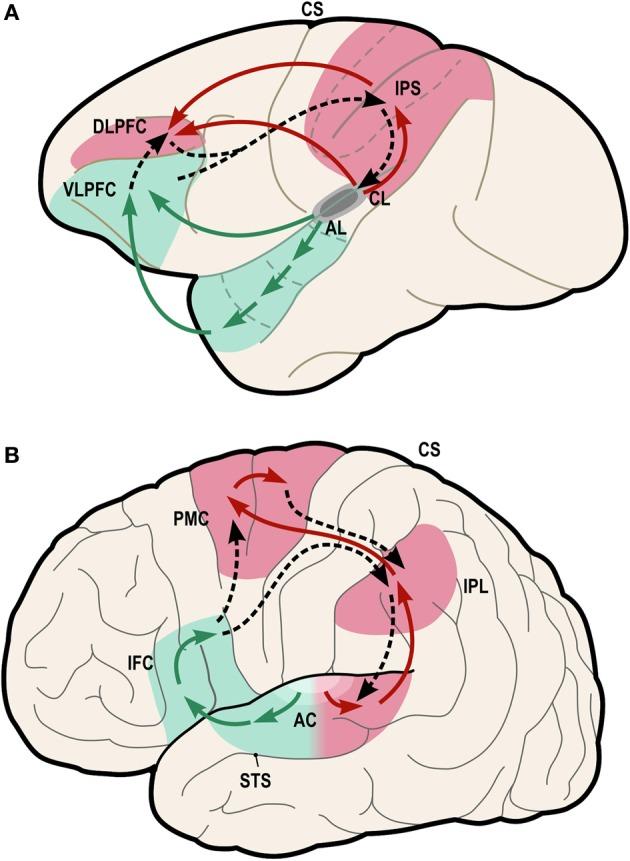https://cdn.ncbi.nlm.nih.gov/pmc/blobs/2e66/4026735/38da9d84fb63/fnsys-08-00057-g0004.jpg