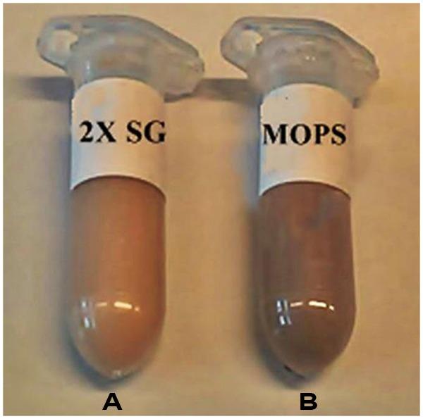 https://cdn.ncbi.nlm.nih.gov/pmc/blobs/2e67/5061772/acc1ff18b068/fmicb-07-01636-g006.jpg