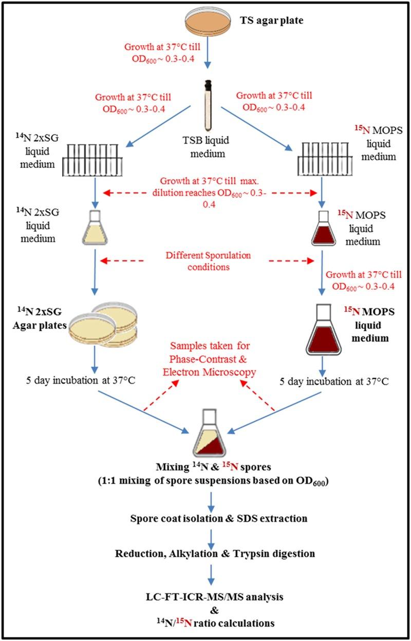 https://cdn.ncbi.nlm.nih.gov/pmc/blobs/2e67/5061772/d9e4611e0729/fmicb-07-01636-g001.jpg