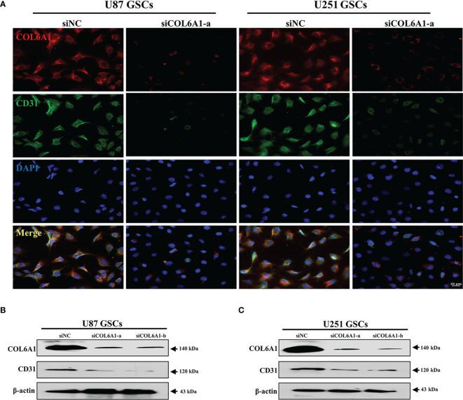 https://cdn.ncbi.nlm.nih.gov/pmc/blobs/2e68/9044633/4fdb4003637c/fonc-12-836511-g005.jpg