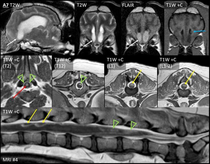 https://cdn.ncbi.nlm.nih.gov/pmc/blobs/2e6a/8126621/9c0991e98935/fvets-08-650320-g0005.jpg