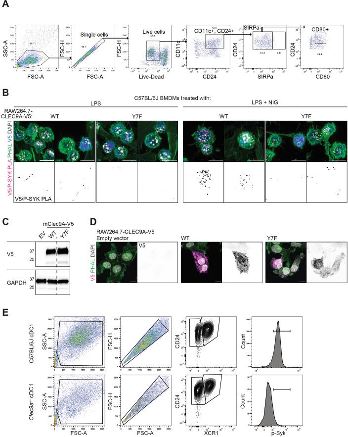 https://cdn.ncbi.nlm.nih.gov/pmc/blobs/2e6b/11695261/94c3f9938413/41590_2024_2024_Fig14_ESM.jpg