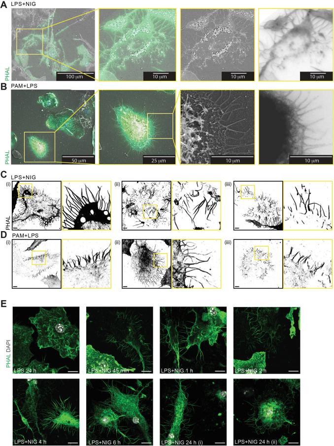 https://cdn.ncbi.nlm.nih.gov/pmc/blobs/2e6b/11695261/a49897027391/41590_2024_2024_Fig13_ESM.jpg