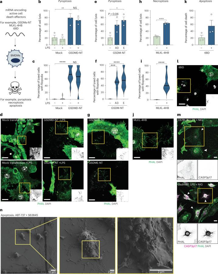 https://cdn.ncbi.nlm.nih.gov/pmc/blobs/2e6b/11695261/a70f7a51033a/41590_2024_2024_Fig3_HTML.jpg