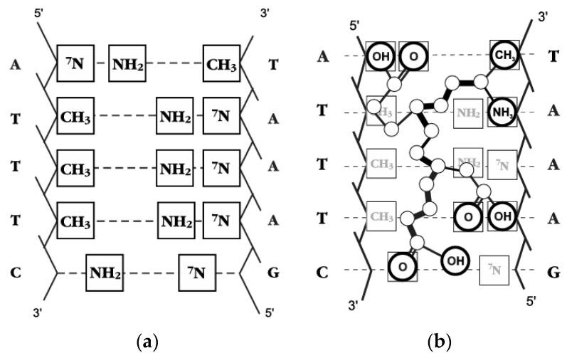 https://cdn.ncbi.nlm.nih.gov/pmc/blobs/2e71/11943447/56aa1a98469b/ijms-26-02691-g006.jpg