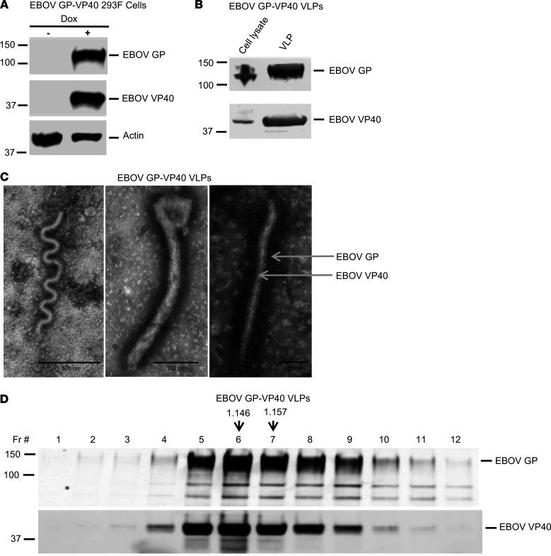 https://cdn.ncbi.nlm.nih.gov/pmc/blobs/2e73/9462474/e3c6f9e982fa/jciinsight-7-158902-g205.jpg