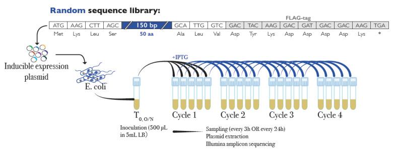 https://cdn.ncbi.nlm.nih.gov/pmc/blobs/2e74/8702183/53a220f771c5/genes-12-01913-g001.jpg