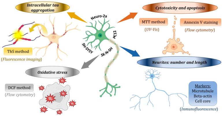 https://cdn.ncbi.nlm.nih.gov/pmc/blobs/2e78/11173253/a67680b67eed/ijms-25-05906-g009.jpg