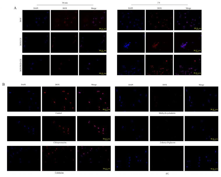 https://cdn.ncbi.nlm.nih.gov/pmc/blobs/2e7d/12298666/40efac18c898/pharmaceutics-17-00938-g003.jpg