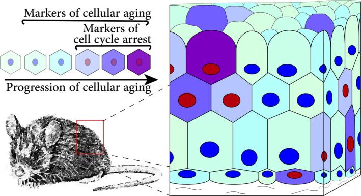 https://cdn.ncbi.nlm.nih.gov/pmc/blobs/2e7d/8045927/9a83b4ea2cb0/ACEL-20-e13338-g004.jpg