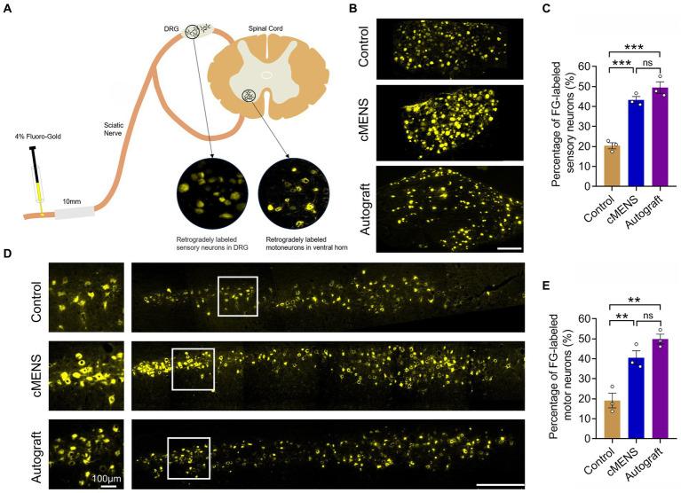 https://cdn.ncbi.nlm.nih.gov/pmc/blobs/2e7e/10885699/3fad0170fd1c/fnins-18-1361590-g005.jpg