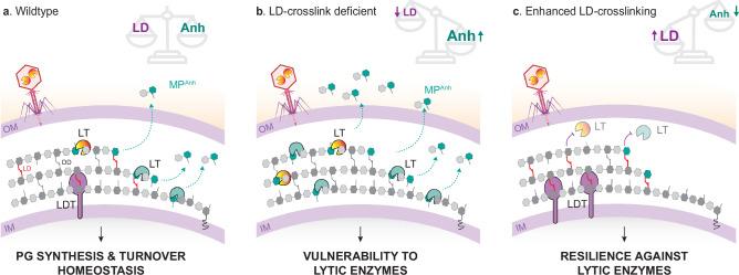 https://cdn.ncbi.nlm.nih.gov/pmc/blobs/2e7f/11390936/fe8c5cbb28d4/41467_2024_52325_Fig4_HTML.jpg