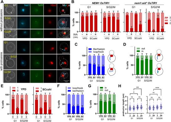 https://cdn.ncbi.nlm.nih.gov/pmc/blobs/2e83/12090705/a159875d75c7/BOC-117-e70011-g007.jpg