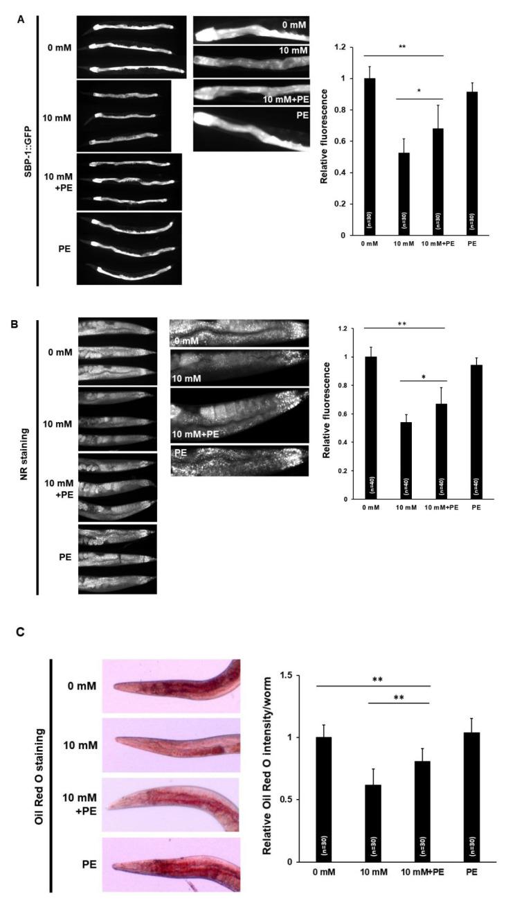 https://cdn.ncbi.nlm.nih.gov/pmc/blobs/2e84/7694071/1f9918b7dcd1/nutrients-12-03348-g007.jpg