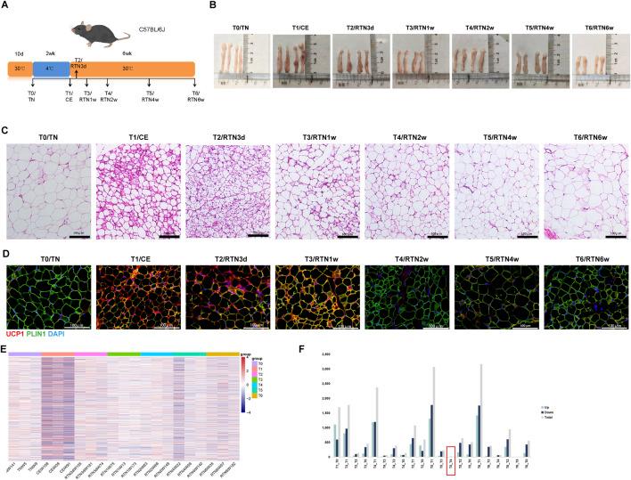 https://cdn.ncbi.nlm.nih.gov/pmc/blobs/2e8b/12138199/128e12812d91/fcell-13-1578180-g001.jpg
