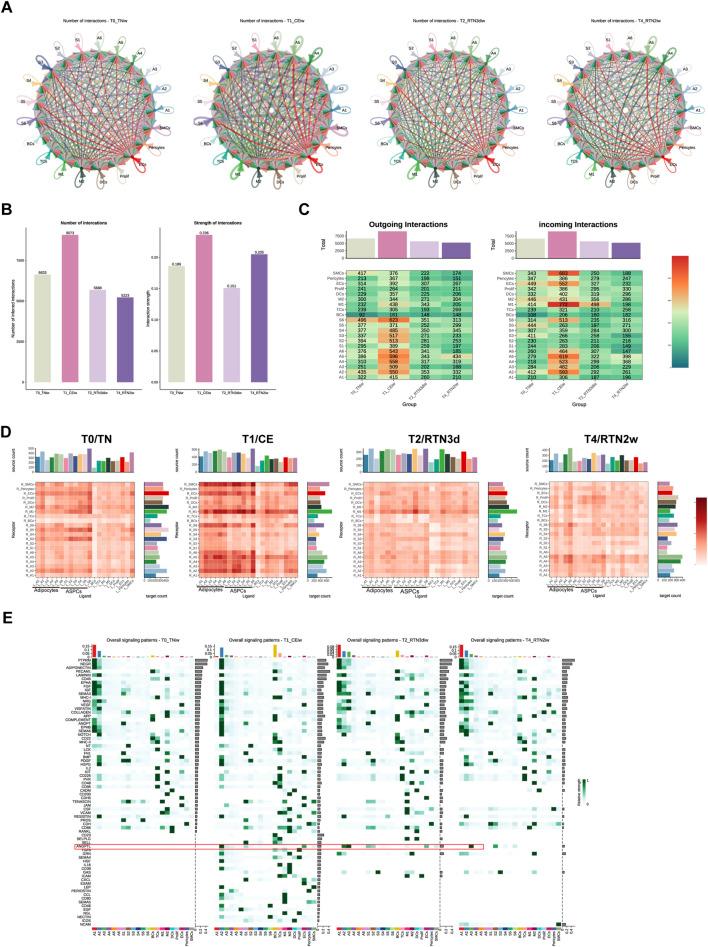 https://cdn.ncbi.nlm.nih.gov/pmc/blobs/2e8b/12138199/b6401d3bec85/fcell-13-1578180-g005.jpg