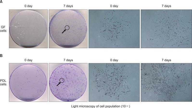 https://cdn.ncbi.nlm.nih.gov/pmc/blobs/2e8e/3542451/20a7258e6f52/kjod-42-307-g001.jpg