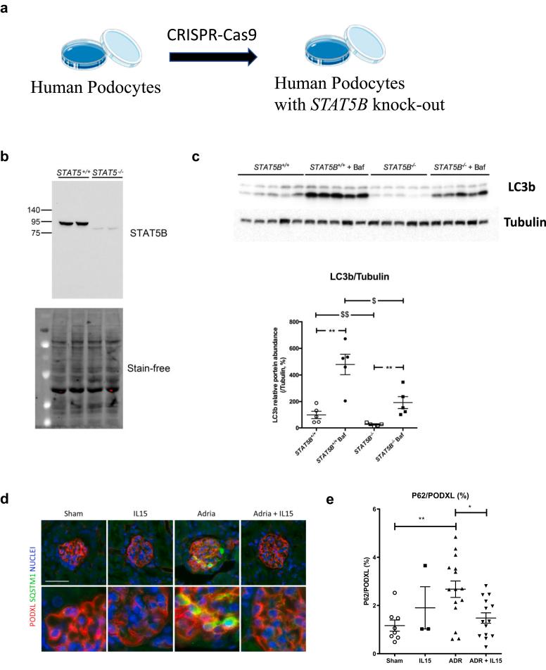 https://cdn.ncbi.nlm.nih.gov/pmc/blobs/2e95/11101713/5052e1f12172/gr5.jpg