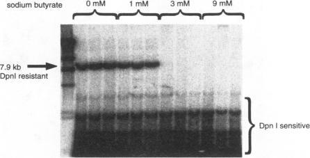 https://cdn.ncbi.nlm.nih.gov/pmc/blobs/2e95/236418/f80723829efc/jvirol00017-0096-b.jpg