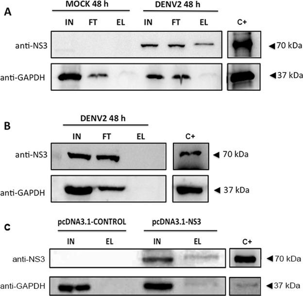 https://cdn.ncbi.nlm.nih.gov/pmc/blobs/2e96/6389977/b5e80247a1e6/41598_2019_39157_Fig6_HTML.jpg