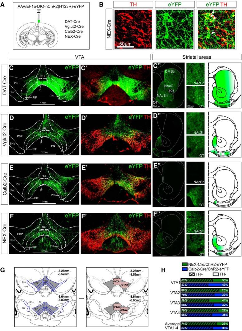 https://cdn.ncbi.nlm.nih.gov/pmc/blobs/2e97/6565376/a0c2e423ddb9/enu0031929410005.jpg