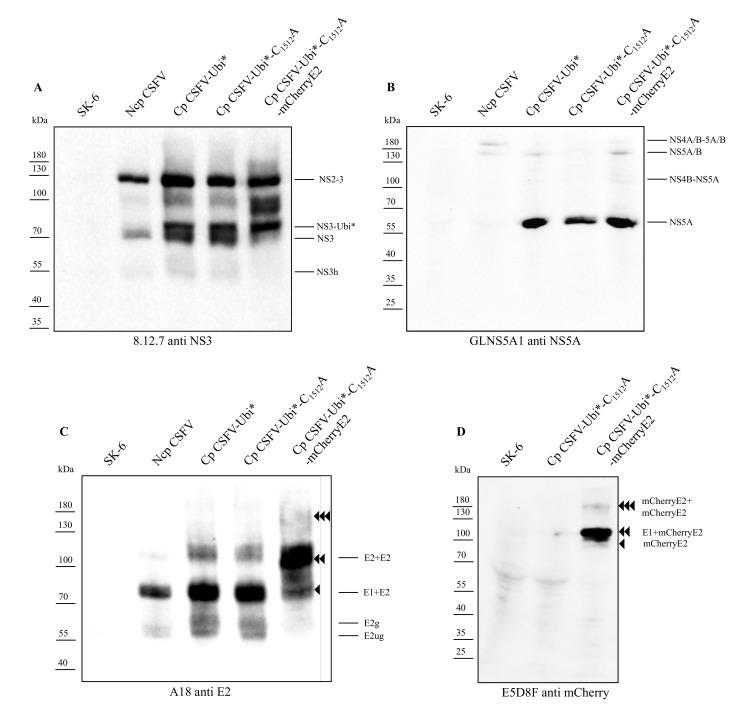 https://cdn.ncbi.nlm.nih.gov/pmc/blobs/2e9a/8310069/92e7cad5d64d/viruses-13-01209-g006.jpg