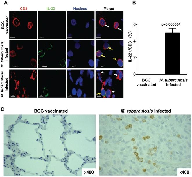 https://cdn.ncbi.nlm.nih.gov/pmc/blobs/2e9d/2829073/3701df890eda/ppat.1000789.g002.jpg