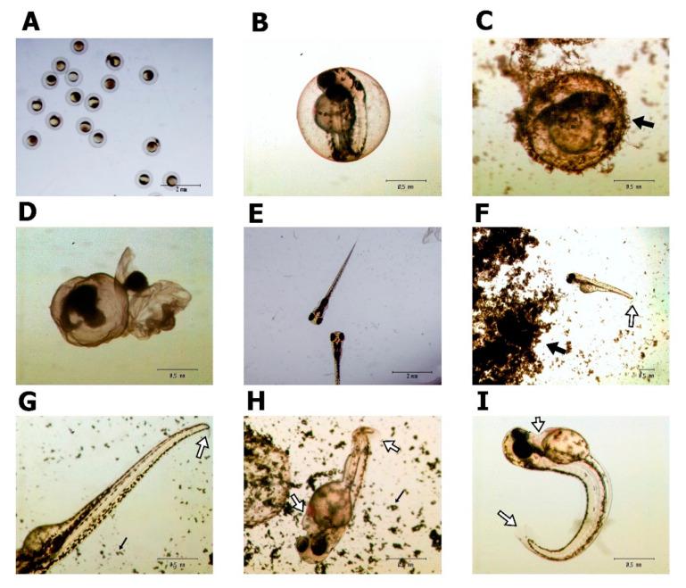 https://cdn.ncbi.nlm.nih.gov/pmc/blobs/2ea0/8348526/506f5d303090/materials-14-04250-g004.jpg