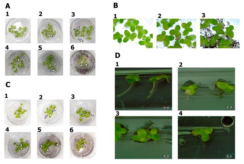 https://cdn.ncbi.nlm.nih.gov/pmc/blobs/2ea0/8348526/68dc90c9beed/materials-14-04250-g007.jpg