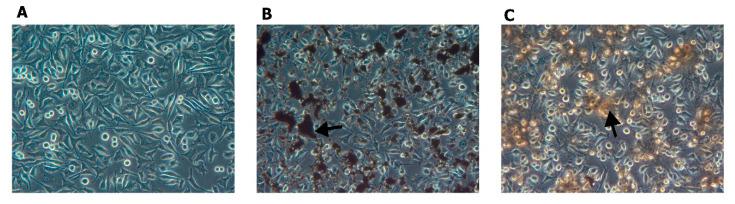 https://cdn.ncbi.nlm.nih.gov/pmc/blobs/2ea0/8348526/c5823cf665ea/materials-14-04250-g012.jpg