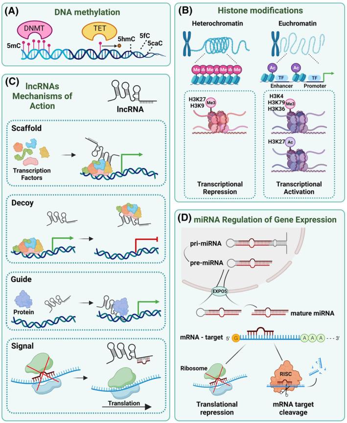https://cdn.ncbi.nlm.nih.gov/pmc/blobs/2ea1/11619803/b8585d7b3a0e/MOL2-18-2871-g001.jpg