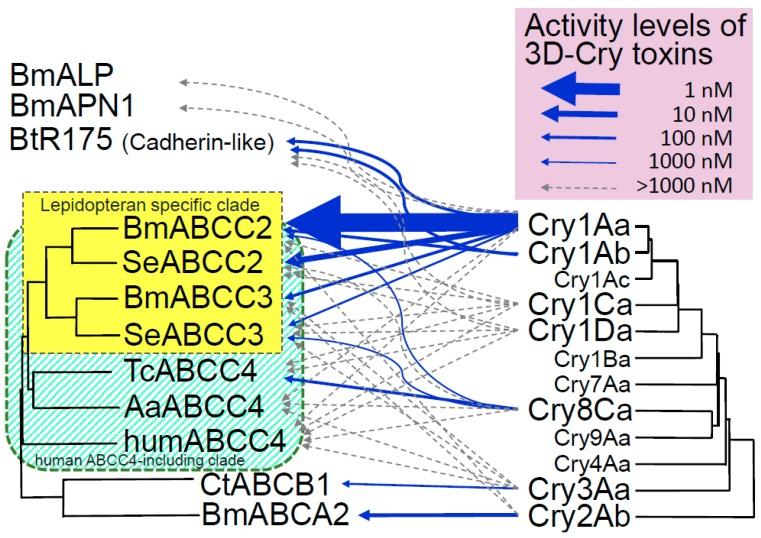 https://cdn.ncbi.nlm.nih.gov/pmc/blobs/2ea6/6409751/4cd6d31bb490/toxins-11-00124-g001.jpg