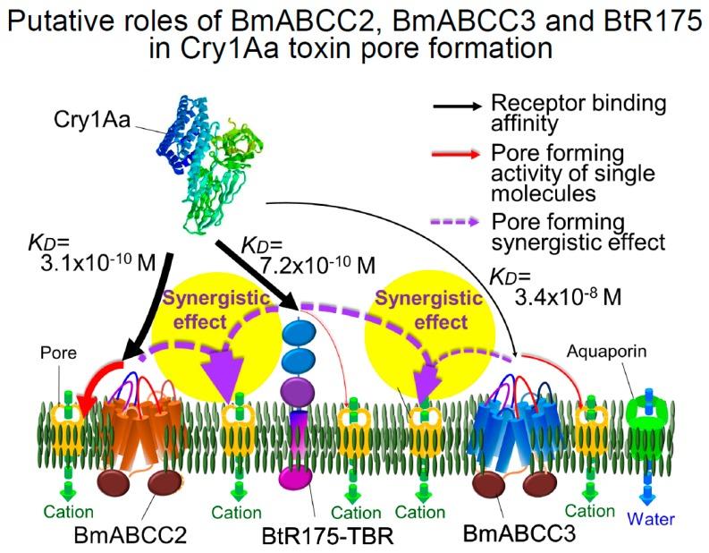 https://cdn.ncbi.nlm.nih.gov/pmc/blobs/2ea6/6409751/993f7b6c3f27/toxins-11-00124-g003.jpg