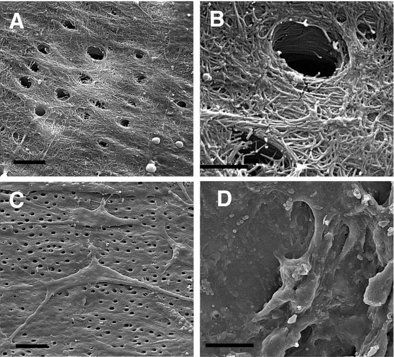 https://cdn.ncbi.nlm.nih.gov/pmc/blobs/2ea9/5442265/5fd6b8255c0c/784_2016_1967_Fig2_HTML.jpg