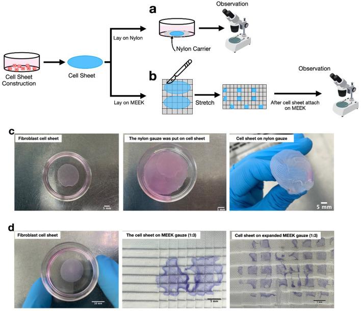 https://cdn.ncbi.nlm.nih.gov/pmc/blobs/2eae/9633782/8b8d67ce9d8a/41598_2022_21913_Fig1_HTML.jpg