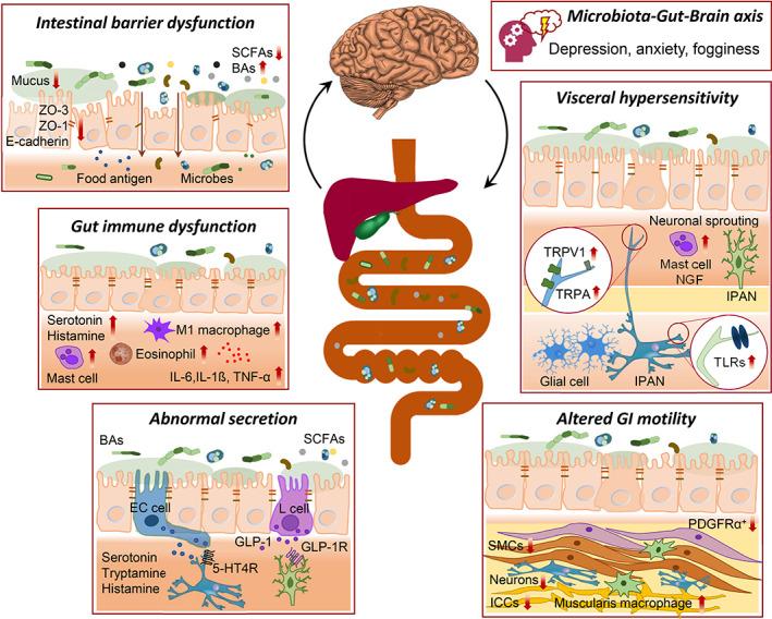 https://cdn.ncbi.nlm.nih.gov/pmc/blobs/2eb0/8454481/2671b2ce0e5b/JGH3-5-976-g001.jpg