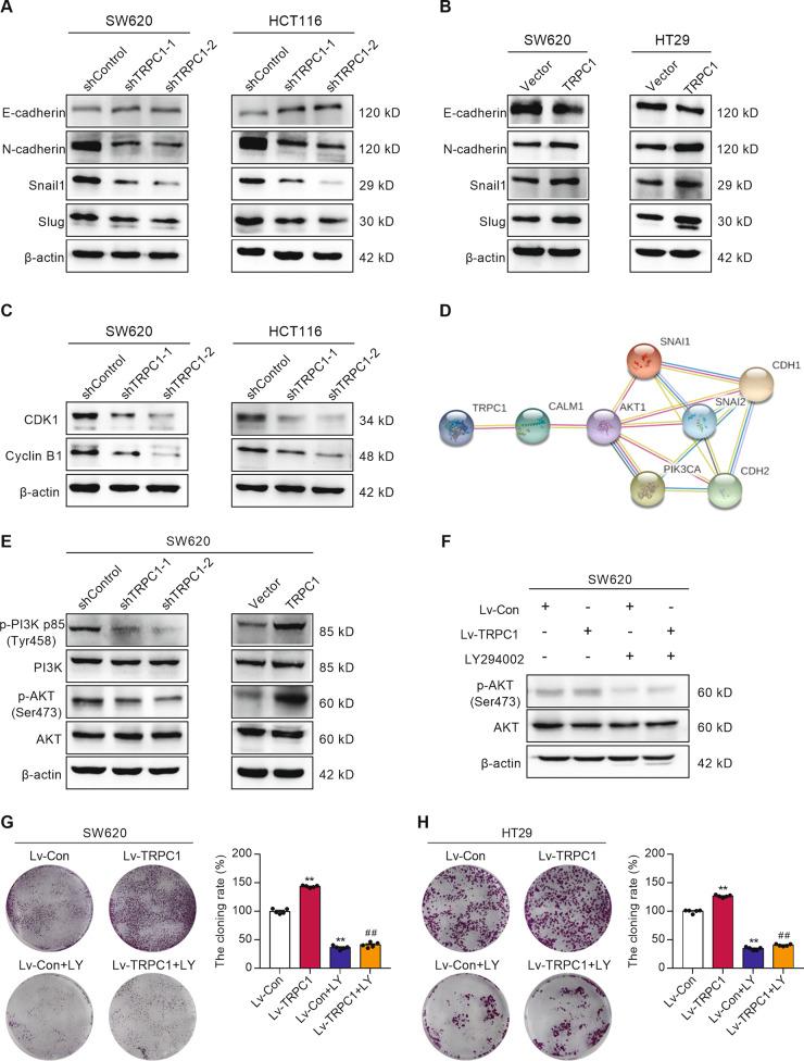 https://cdn.ncbi.nlm.nih.gov/pmc/blobs/2eb1/8511127/c8b354adc0bc/41389_2021_356_Fig5_HTML.jpg